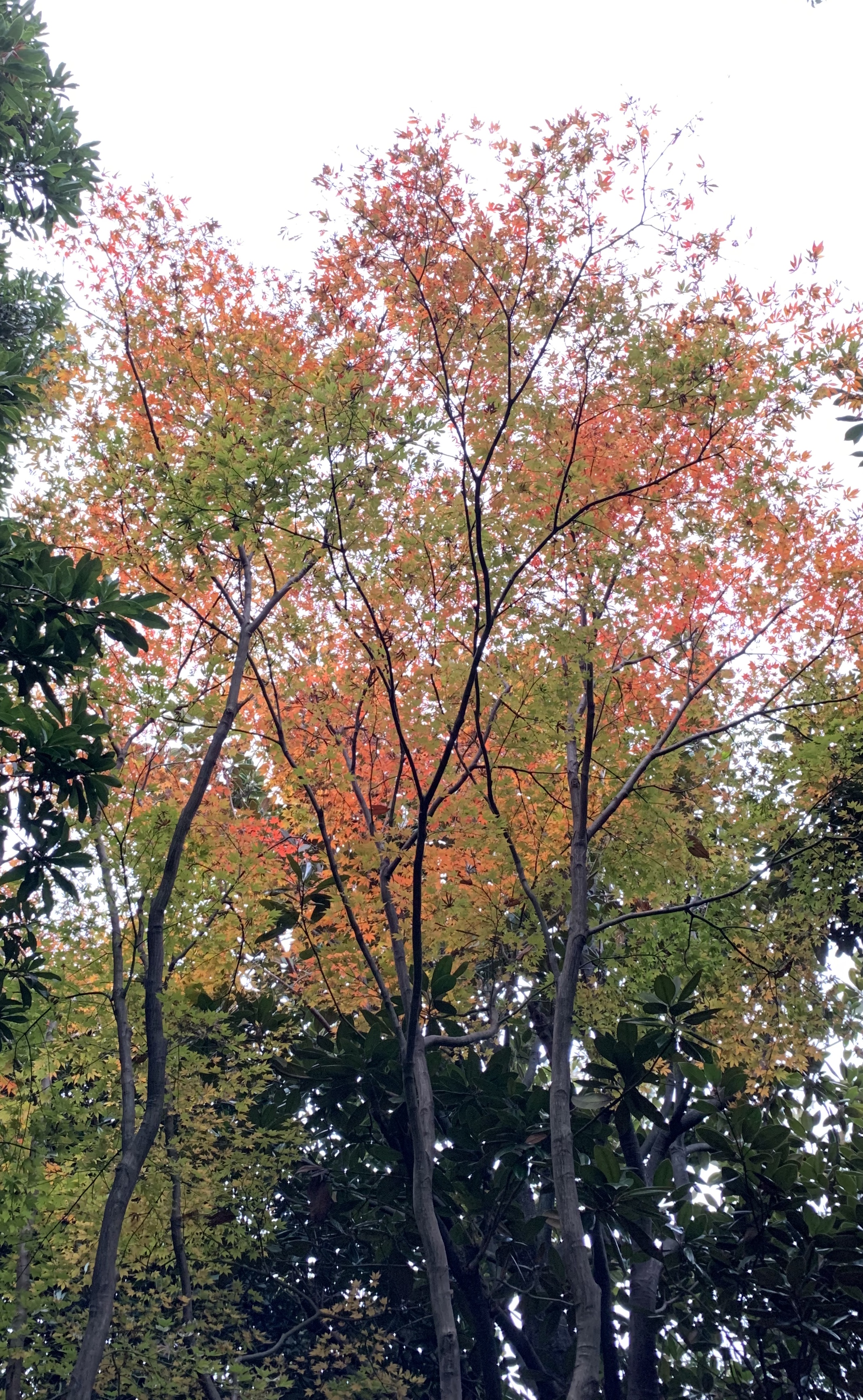 winter-leaf1