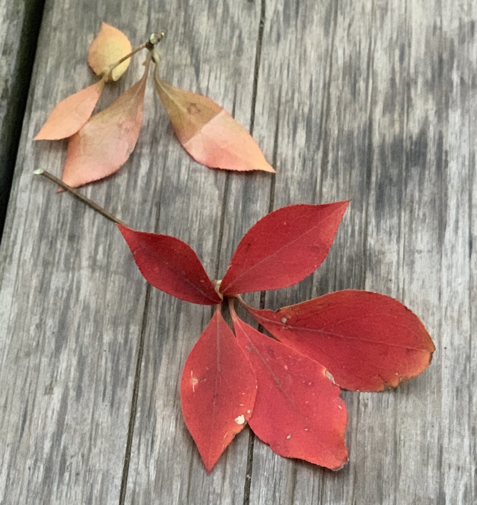 winter-leaf2