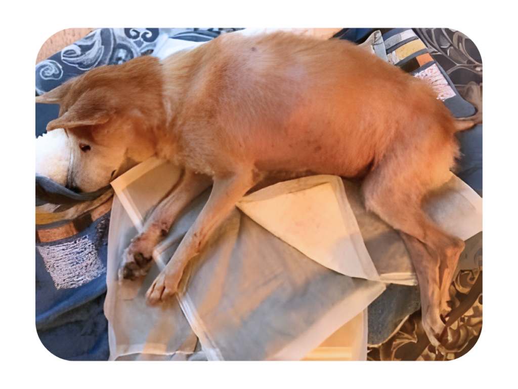 おうちで無理のない優しい医療を